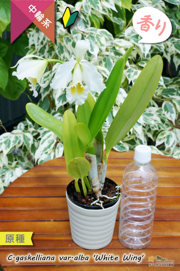 ベネズエラからの育て易いカトレア原種】C.gaskeriana alba （原種
