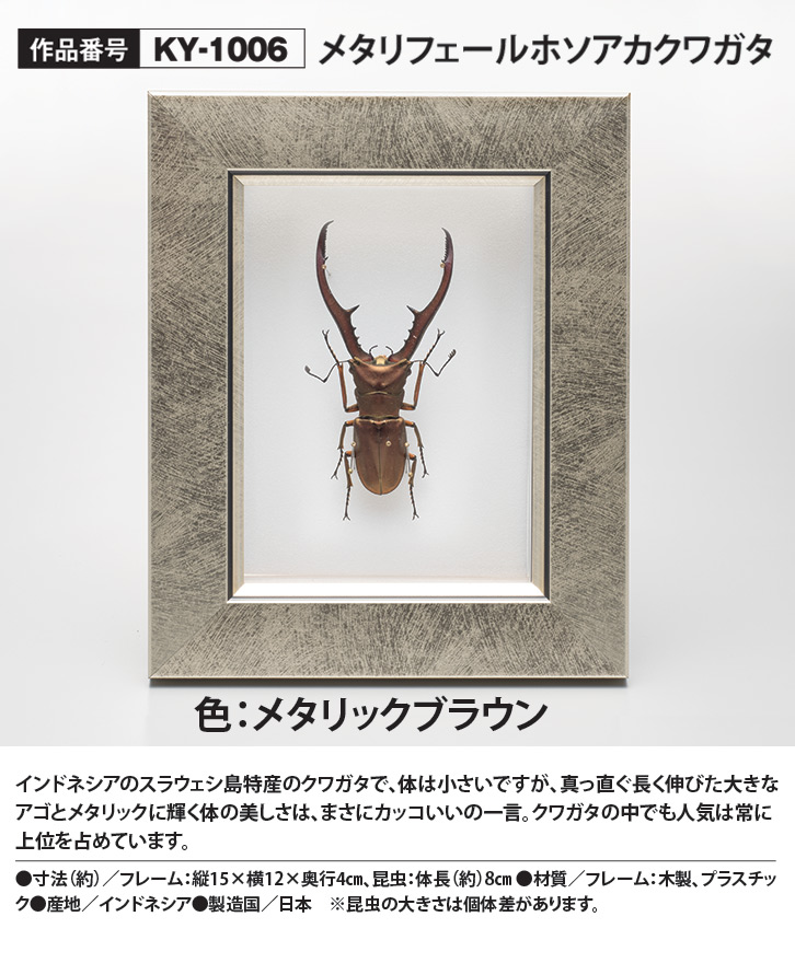 昆虫標本コレクション！メタリフェールホソアカクワガタ- 三宝堂