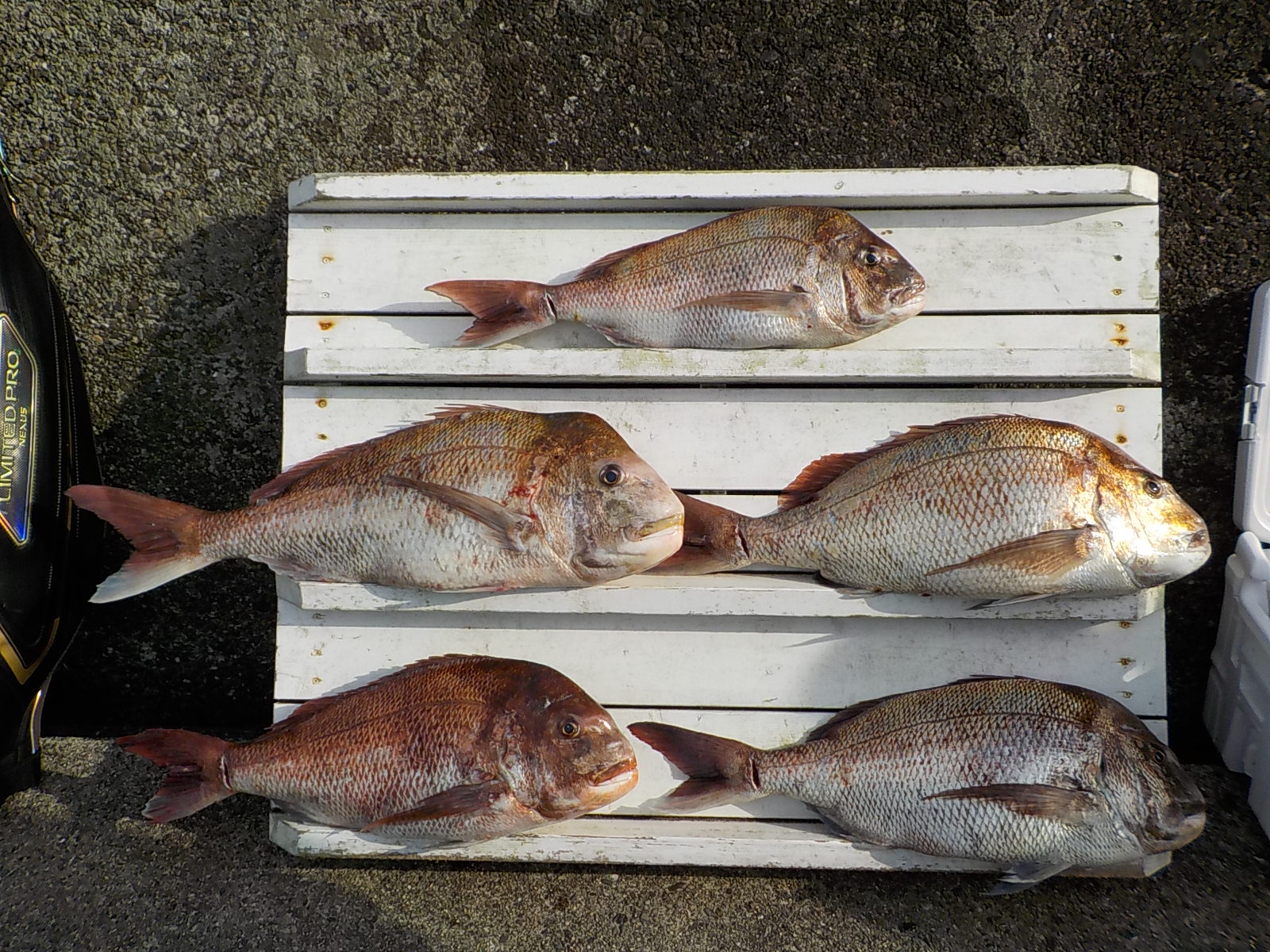 伝説】パンチ1号様 マダイ70～85センチ 5尾！！！ - 和歌山 串本