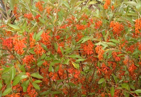 THE DESERT NORTHWEST - Pacific Northwest Grevilleas Revisited