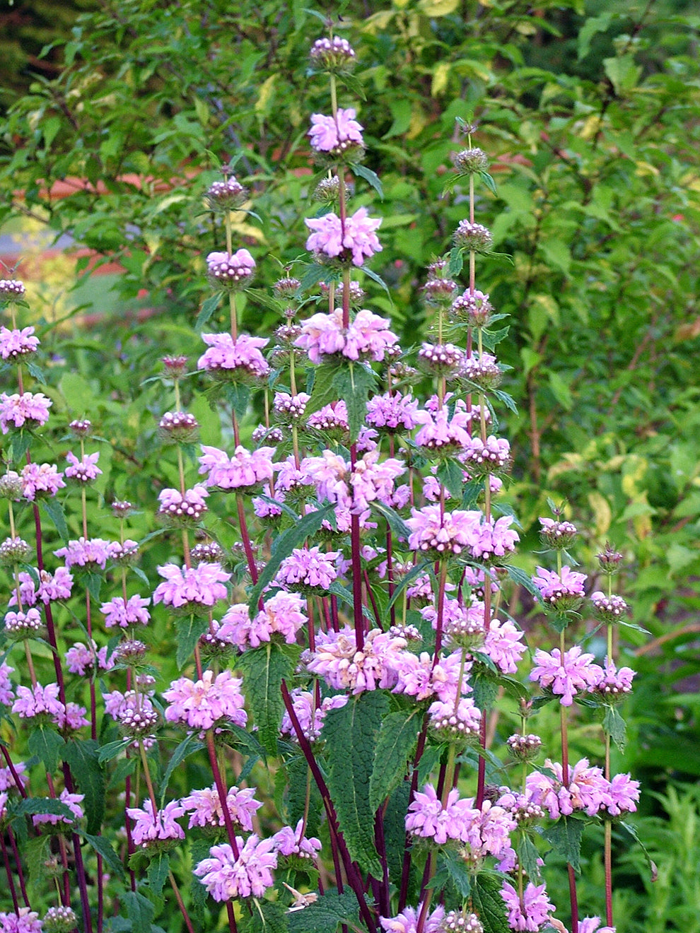 Phlomis tuberosa Bronze Flamingo (Jerusalem Sage) | DutchGrown™