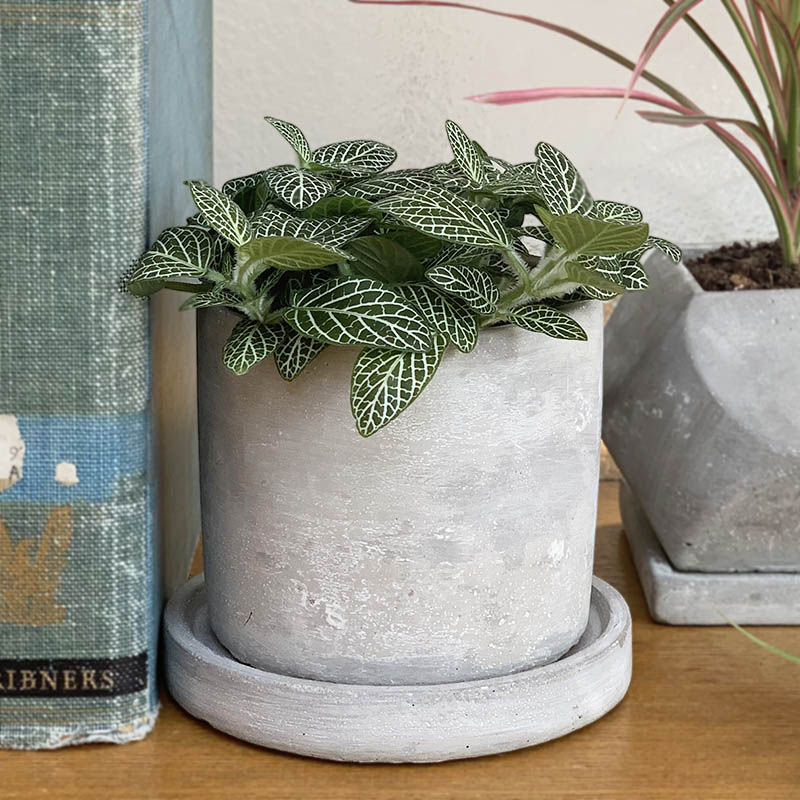 DULTON ONLINE SHOP | CEMENT POT ROUND S(ROUND(S)): ガーデン