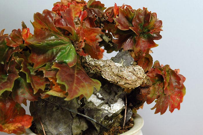 リュウジンヅタC-1（りゅうじんづた・竜神蔦）雑木盆栽の販売と育て方