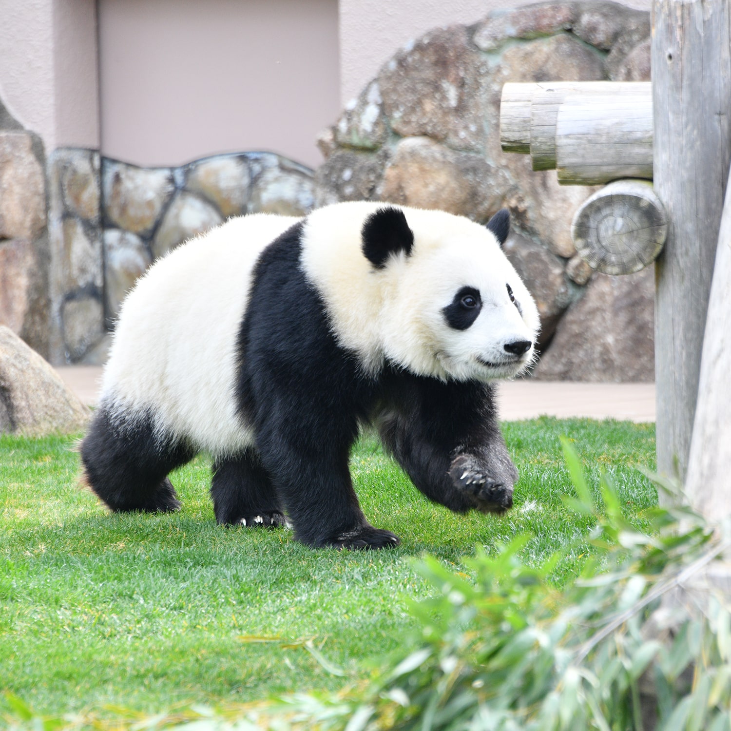 アドベンチャーワールド公式動物で選ぶ/パンダオンラインショップ
