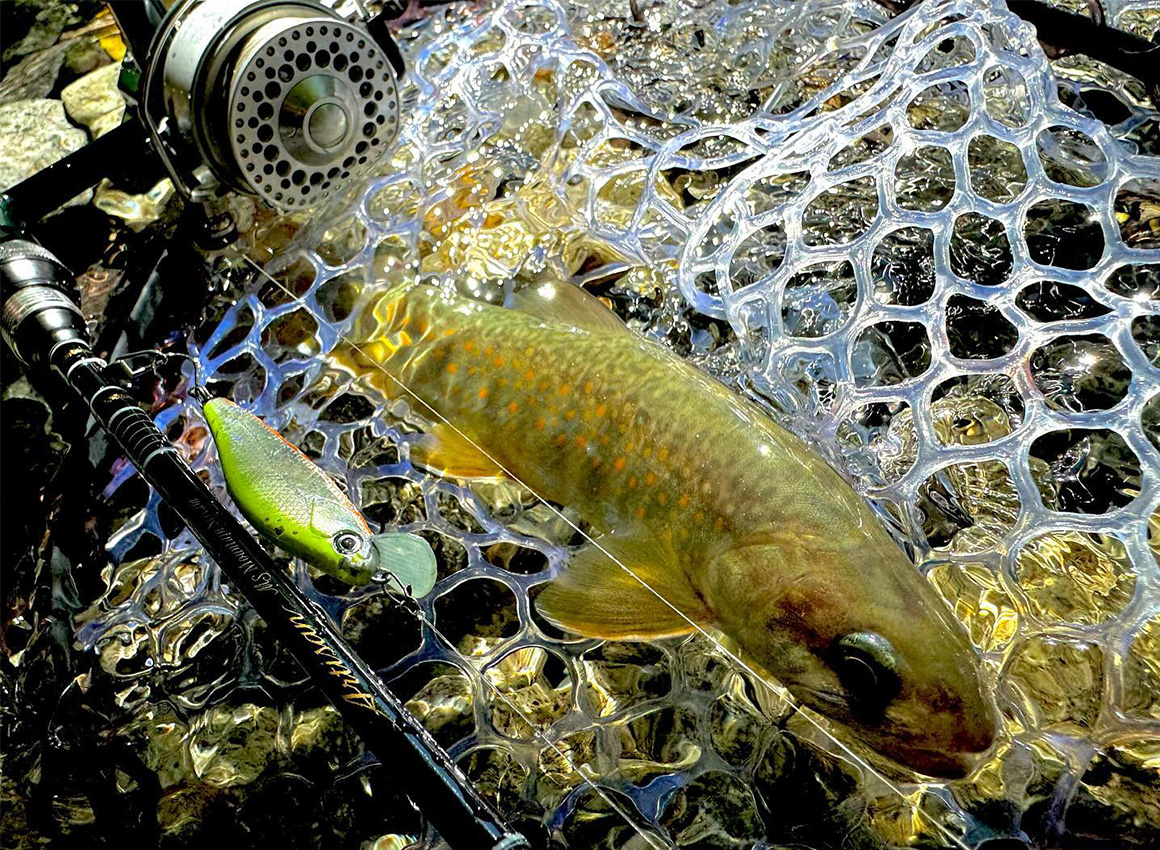 EVERGREEN（エバーグリーン インターナショナル） - AMSS-510