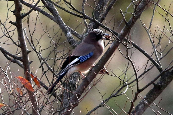野鳥シリーズ52 カケス | あきた森づくり活動サポートセンター