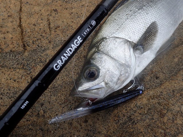 アピアスタッフブログ】 グランデージ109H by 大澤大介