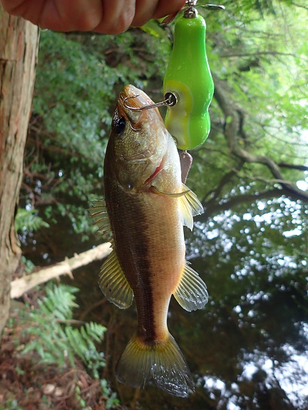 ブログ】 ワールドシャウラ1600SS-3