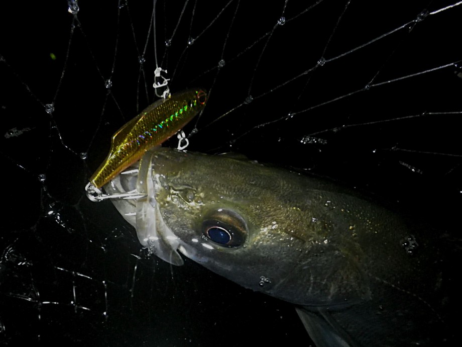 S・W・S・G 【fimo】】 レバーブレーキとマービー70