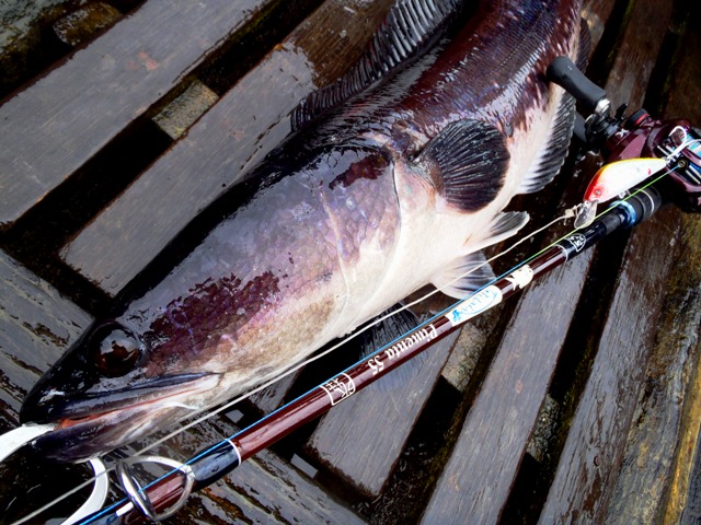 Chill Fishing】 怪魚図鑑 Vol.2 トーマン