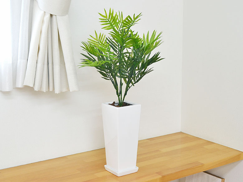 観葉植物の販売・ギフトならフラワーコーポレーション / 【送料無料