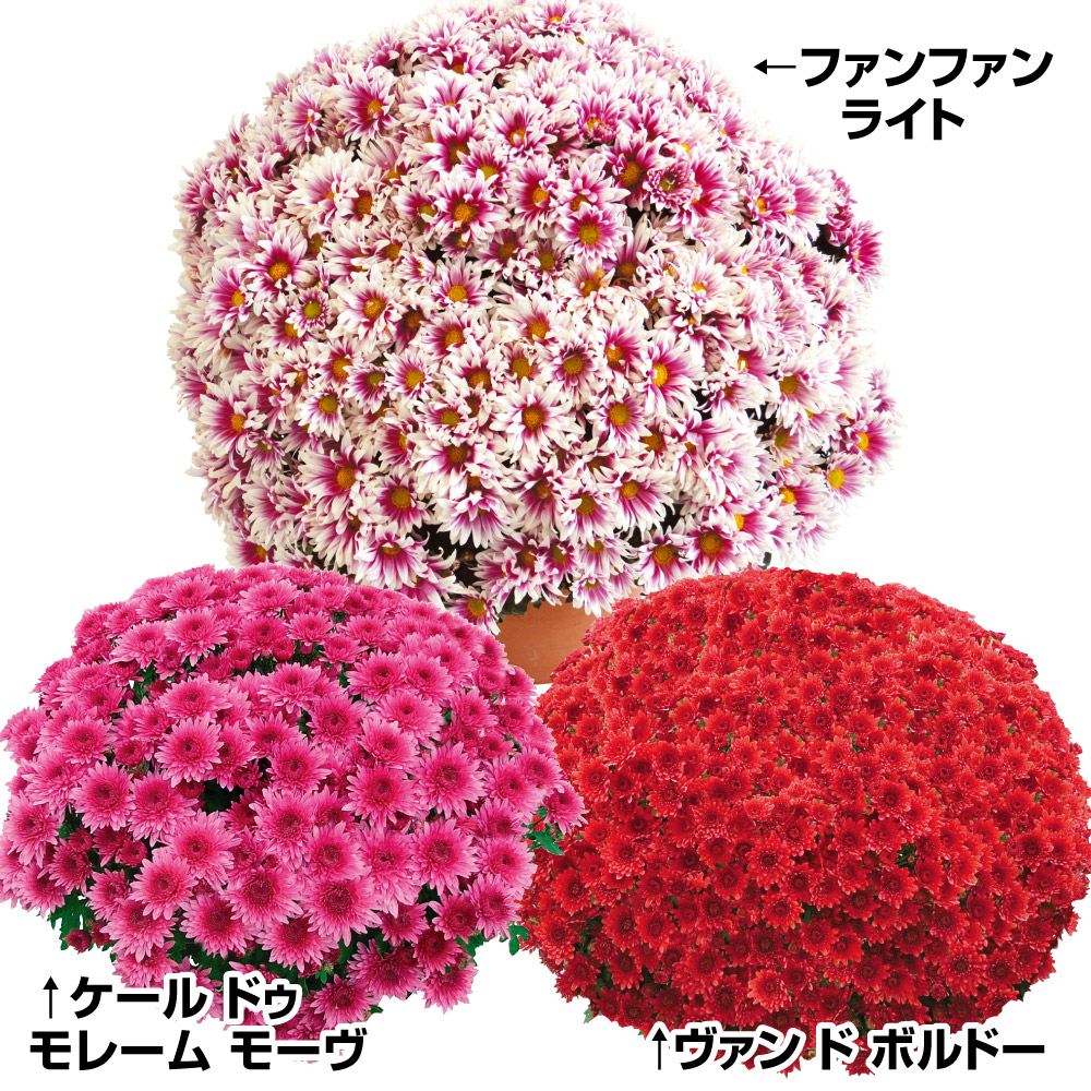 国華園オンラインショップ / 菊苗 ビッグドーム菊Cセット 3種3株 送料無料