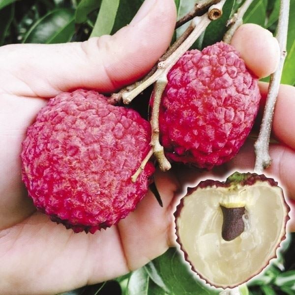 国華園オンラインショップ / 果樹苗 ライチ ジャカパット 1株