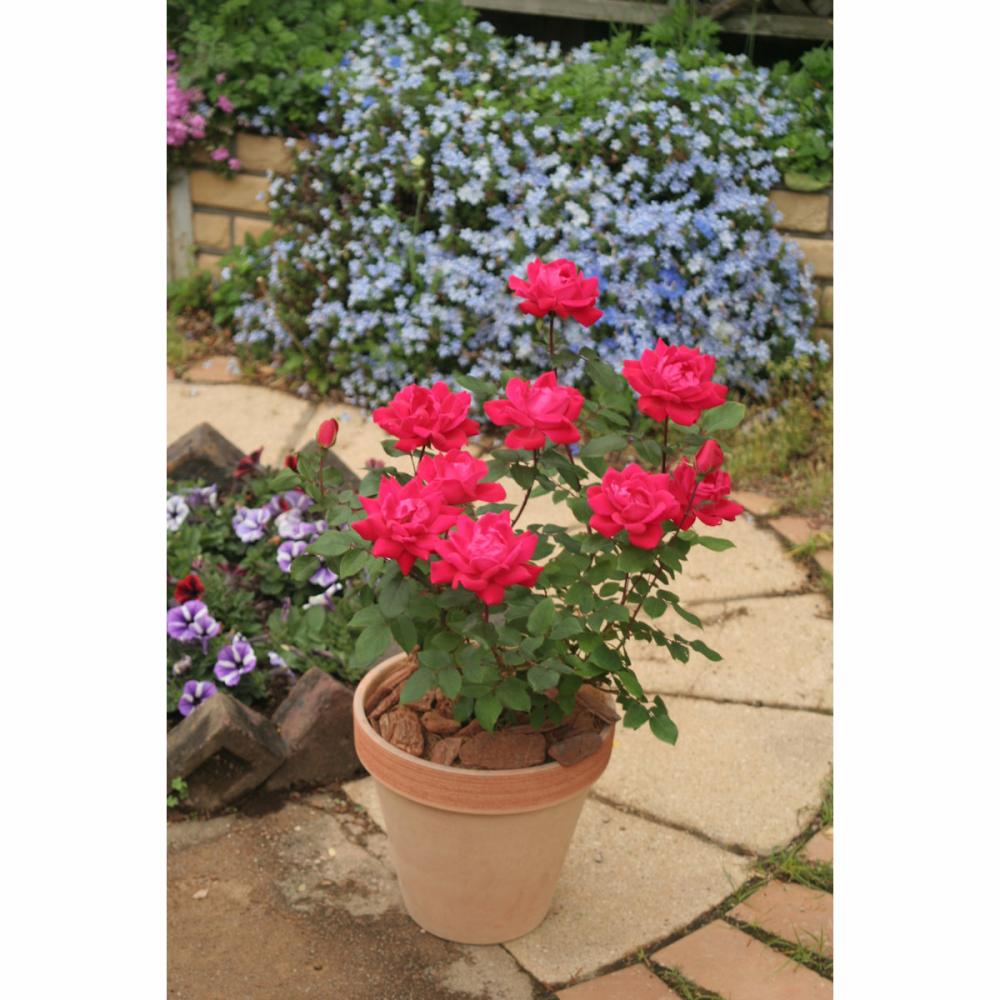 バラ予約】 バラ大苗 ダブル ノック アウト 【申込期限：2月22日