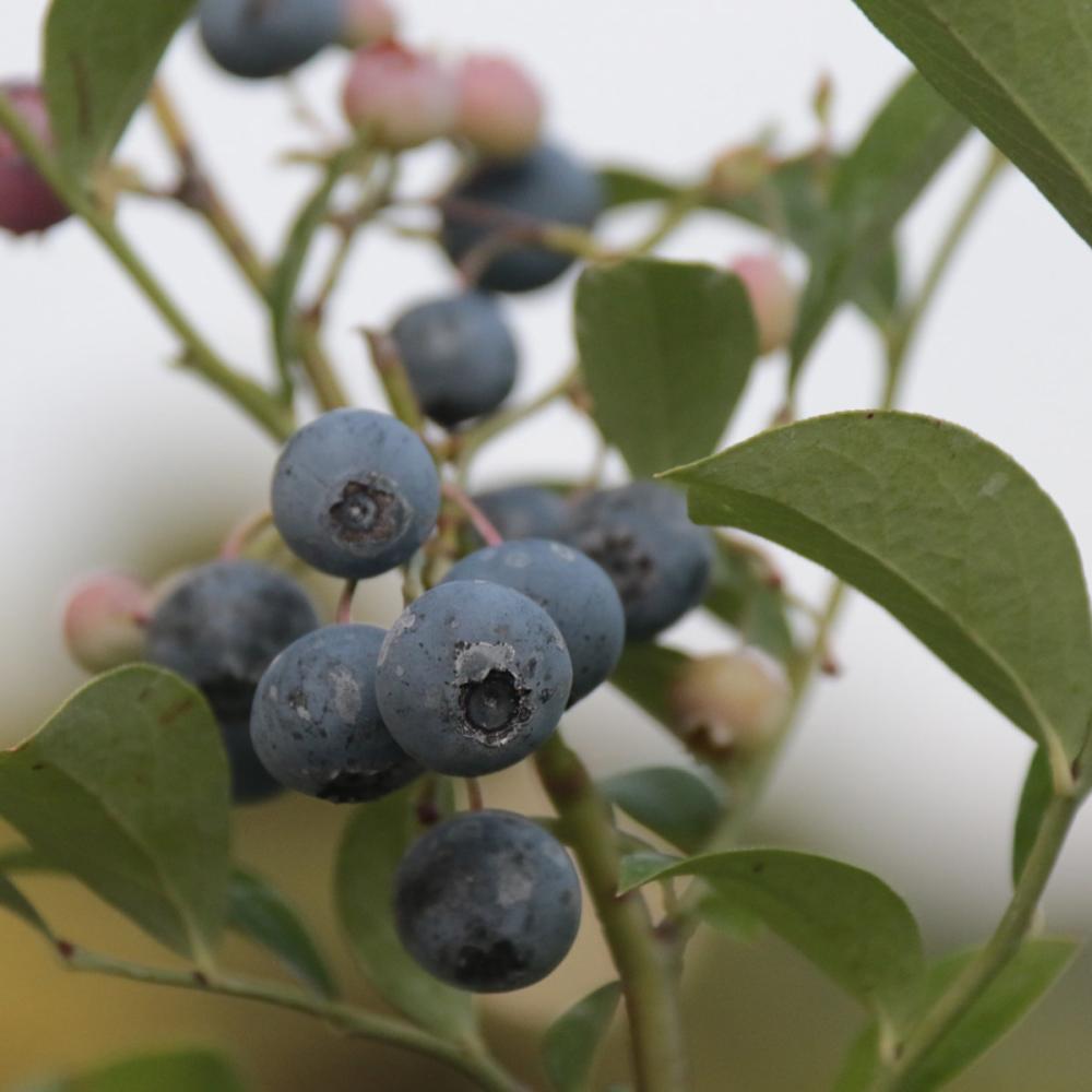 春予約】 ブルーベリー苗 大実ラビットアイ系 コロンブス 【申込期限