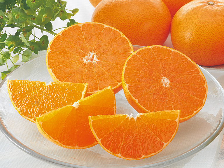 せとか｜柑橘の大トロ！産地直送｜ みかんのことなら「のま果樹園」