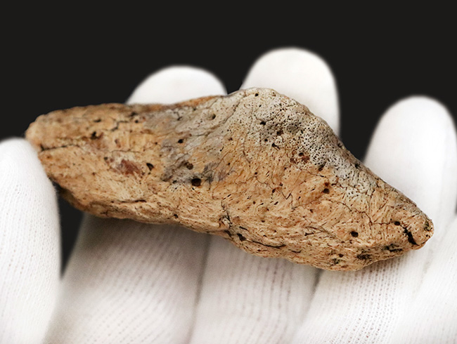 あのフリルの外縁を覆っている装飾部位、トリケラトプス（Triceratops