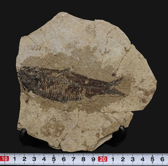 約5000万年前の原始コイ、ジアンガニクチス・フベイエンシスの全身化石