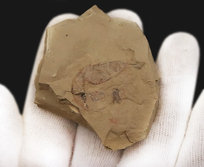 初登場！全身をトゲで武装した捕食性ワーム、カンブリア・モンスターの