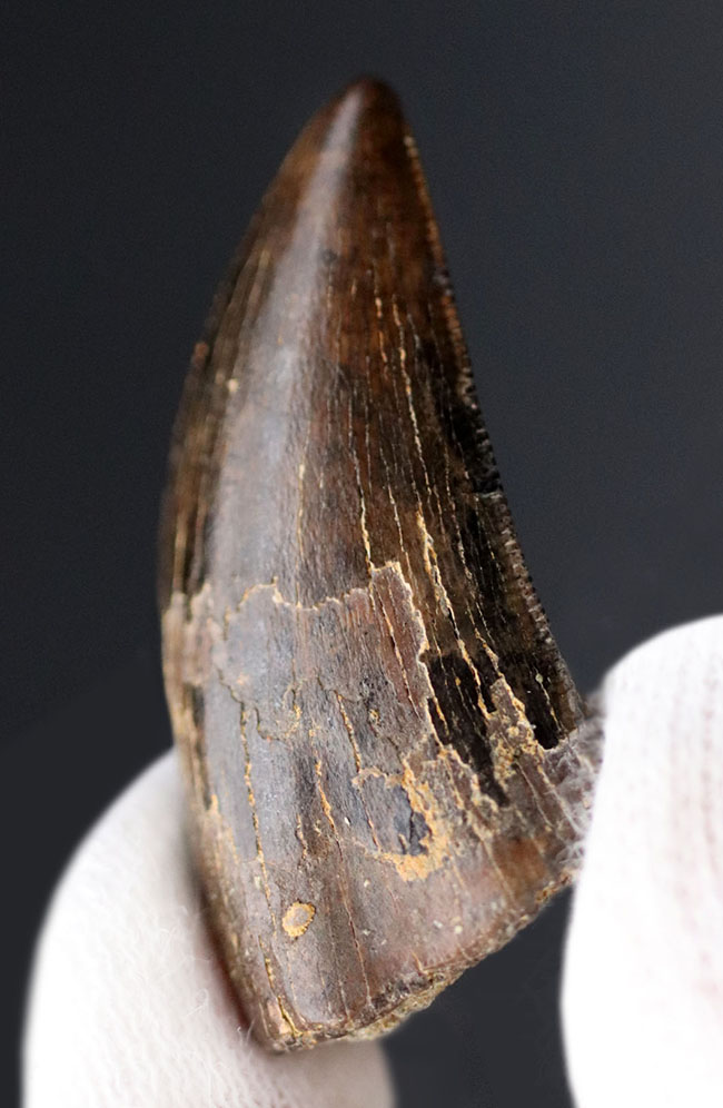 先端まで保存されたティラノサウルス・レックス幼体の歯化石