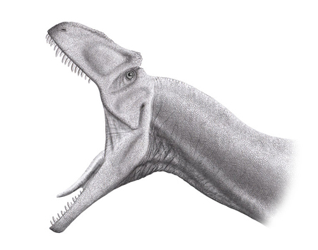 歯根つきアロサウルスの歯 恐竜 販売