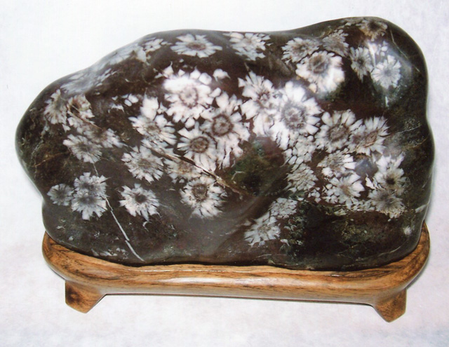 愛好者コレクション 長田コレクション