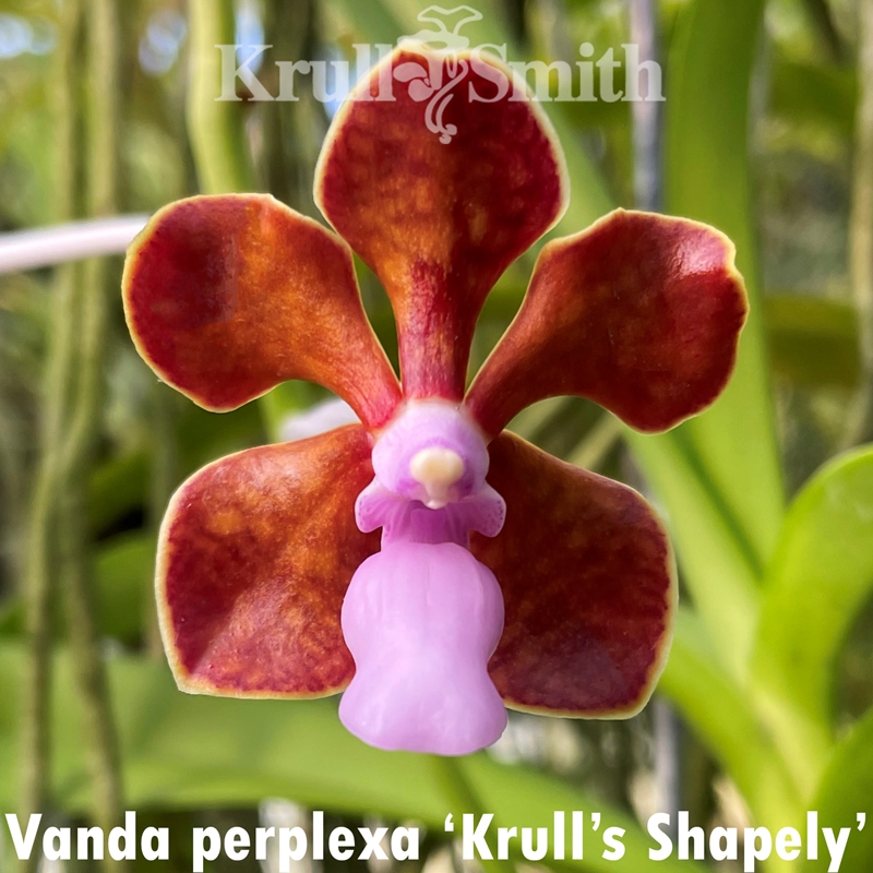 Vanda perplexa (2327) *FLASK*