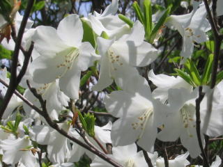 シロヤシオ（白八染）＜植物（苗木・植木）生産販売（通販）リスト