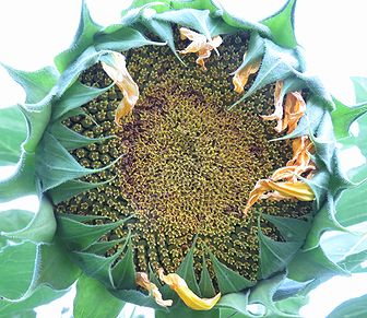 向日葵 定点観測