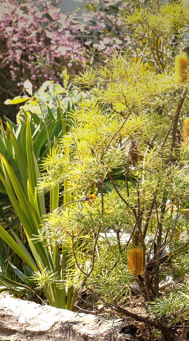 HANABOZE / GREEN ANGLE