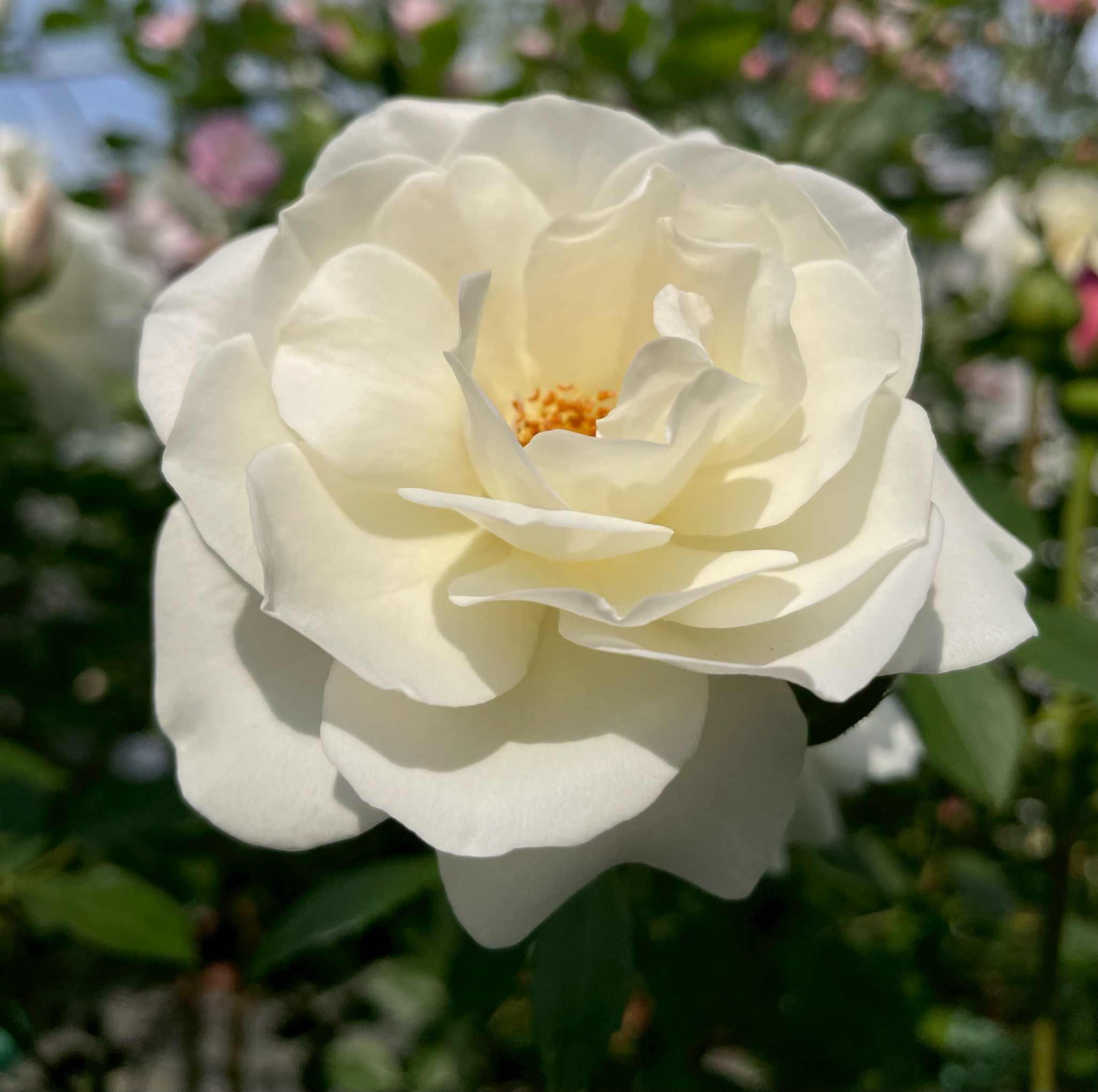 つるバラ大苗 アイスバーグCL Herb&Rose バラ苗販売 商品詳細 Herb＆Rose