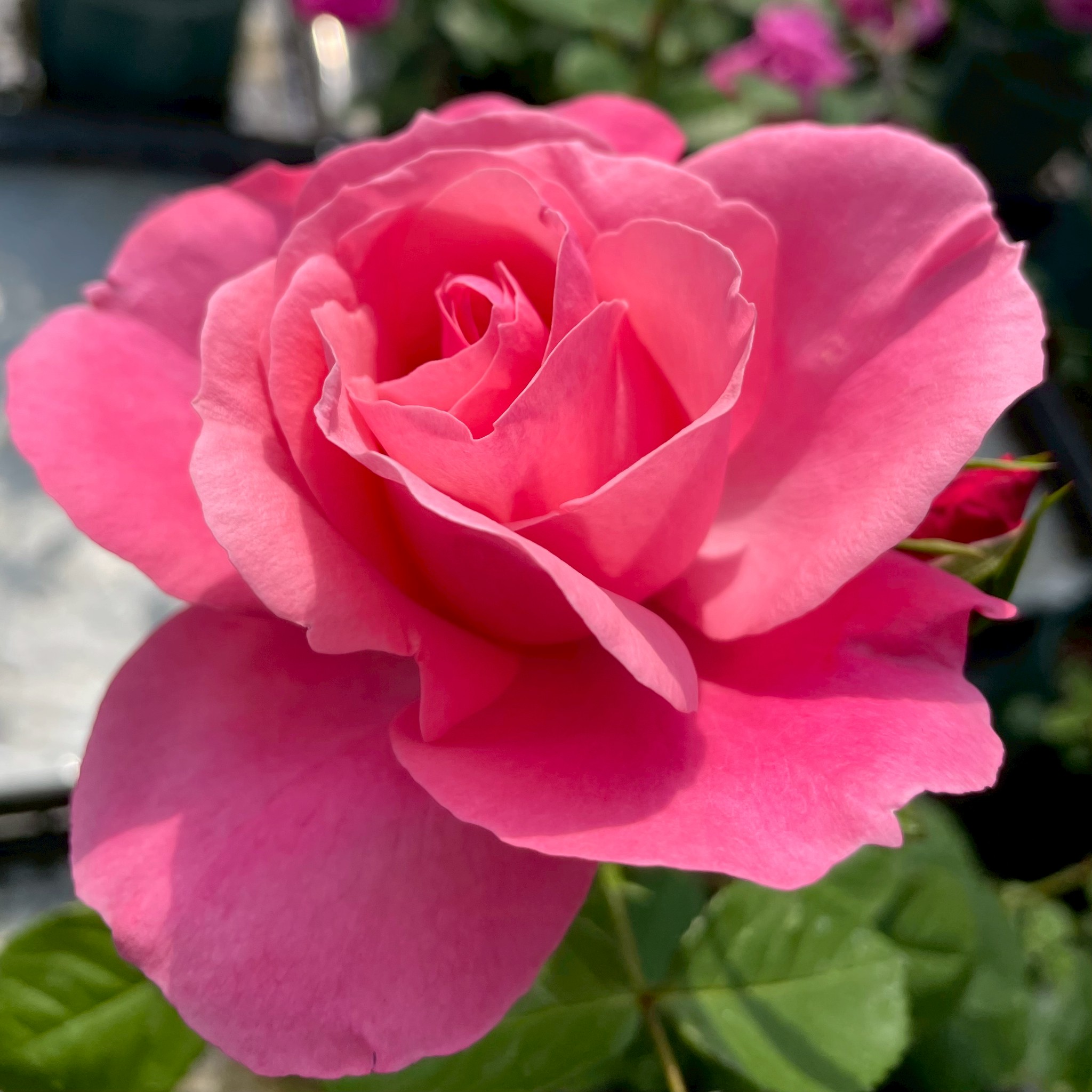 四季咲きバラ大苗 マガリ Herb&Rose バラ苗販売 商品詳細 Herb＆Rose