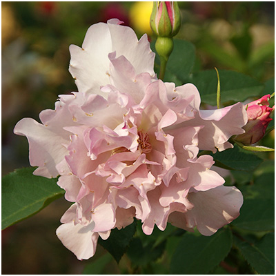 相原バラ園 / クチュール・ローズ・チリア（河本バラ園）【冬苗】