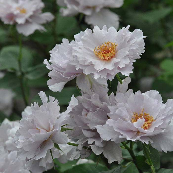 相原バラ園 / クチュール・ローズ・チリア（河本バラ園）【冬苗】