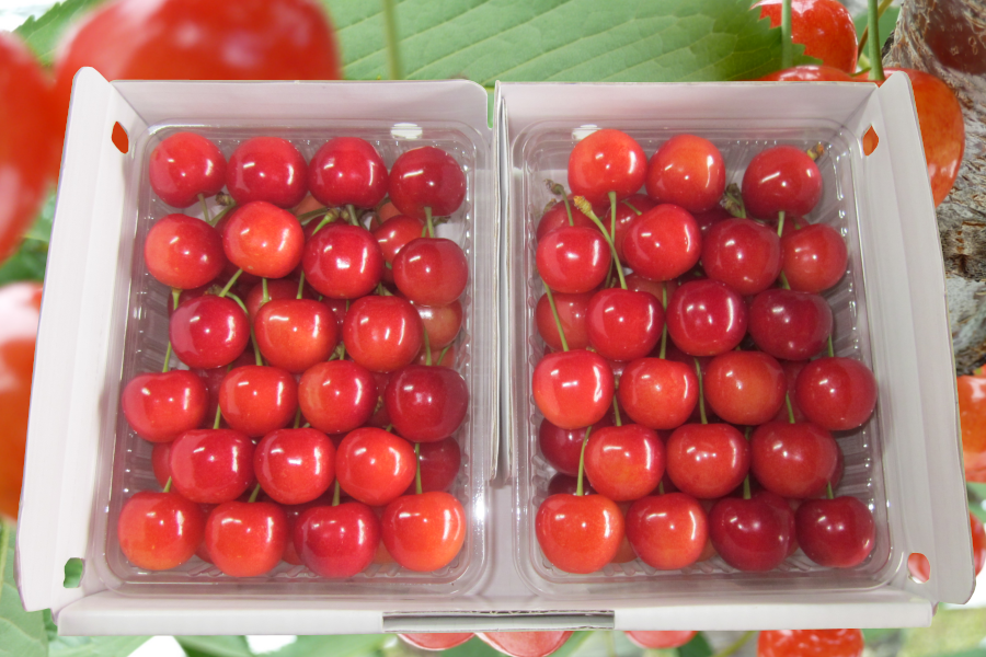 佐藤錦）さくらんぼヶ丘 niki house：北海道仁木町産【お中元