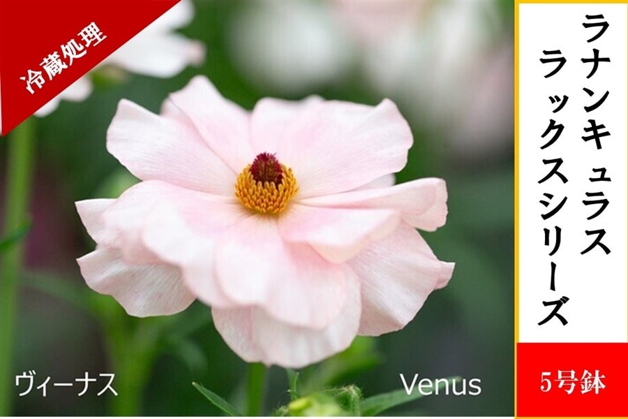 ラナンキュラス ラックス 9鉢セット ラナンキュラス ラックス 9鉢