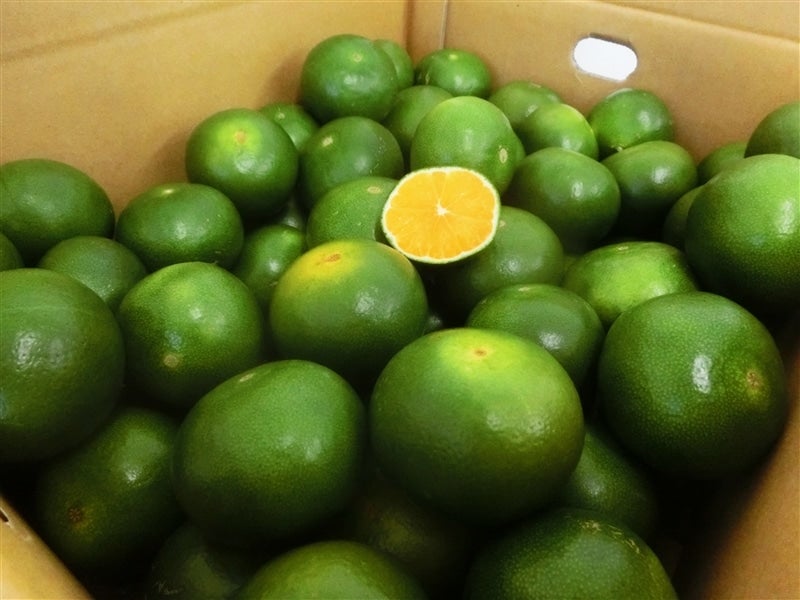 曽和農園】和歌山県下津の極早生みかん(YN26) 約5kg 【サイズ混合】(な