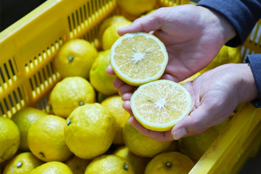 岡宗農園 はるか 約1.5kg 3月1日頃より順次発送: とさのさとアグリ