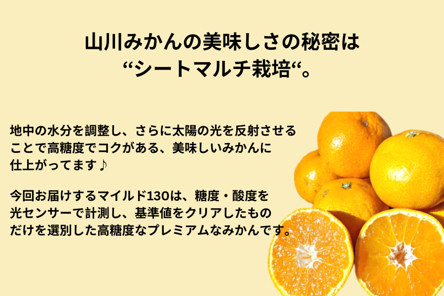 2025年10月予約開始予定】◎JAみなみ筑後 山川みかん『マイルド130』M
