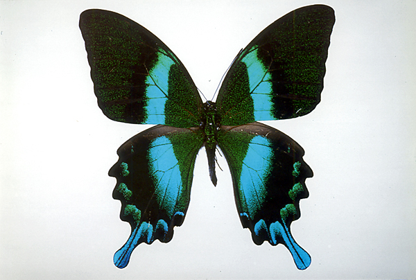 アゲハチョウの仲間／世界の珍奇・美麗昆虫 -- 公益社団法人農林水産