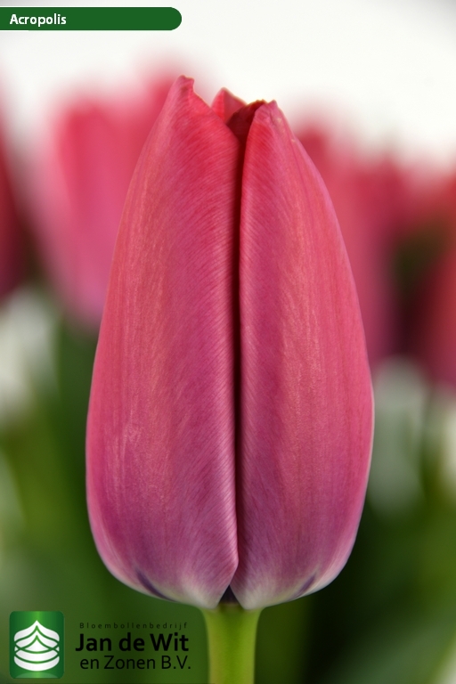 Acropolis | チューリップ | Jan de Wit en Zonen B.V.