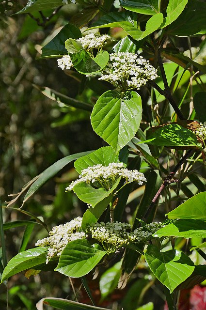 ハクサンボク（ガマズミ科）｜素人植物図鑑