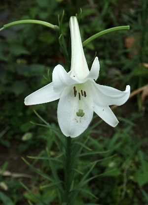 四季の山野草（タカサゴユリ）