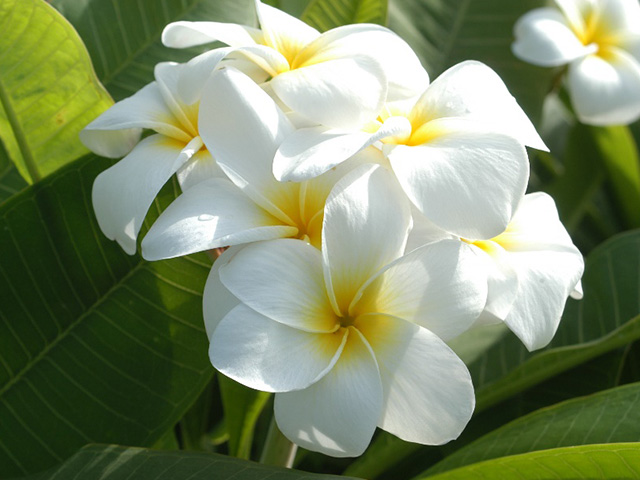 商品紹介：プランツコレクション（プルメリア）│沖縄県南城市玉城