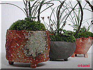 信楽焼山野草鉢陶器の販売