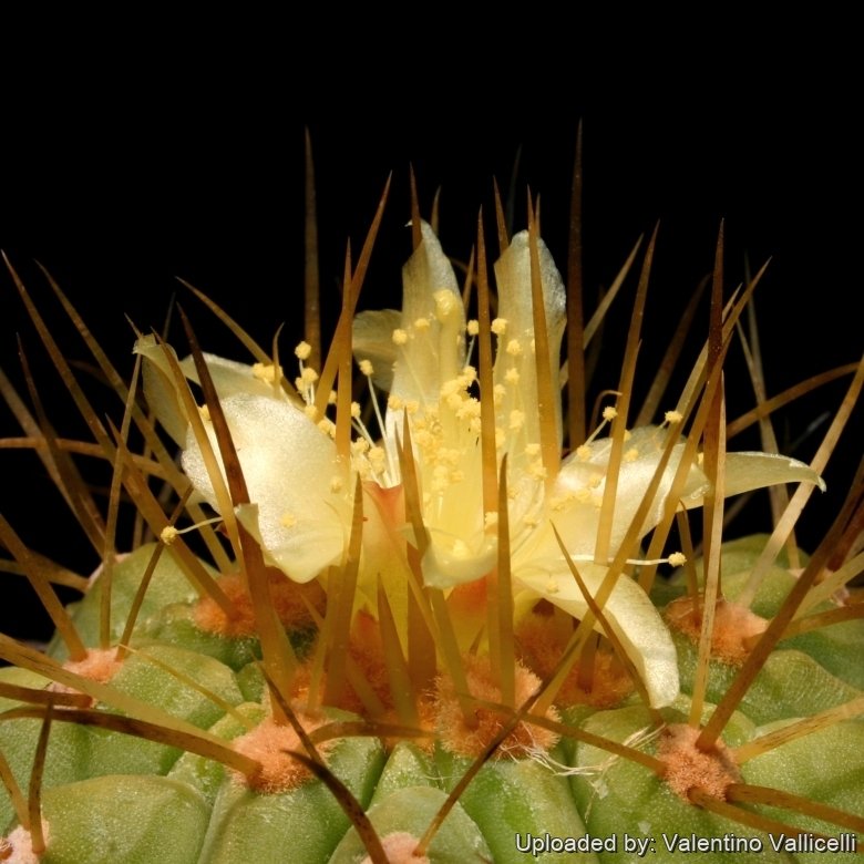 Copiapoa cinerea var. haseltoniana