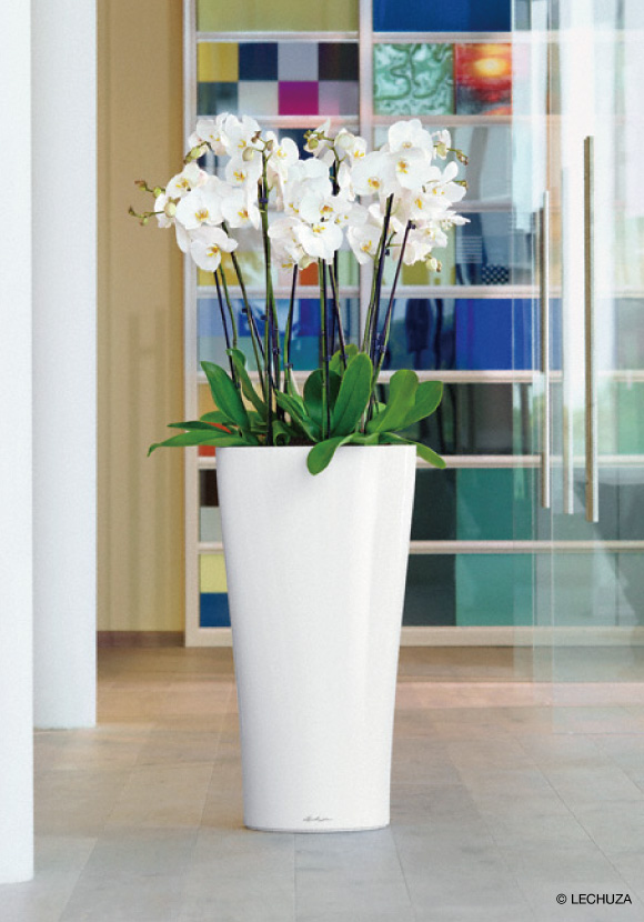 デルタ | レチューザ・プレミアム | 松尾貿易商会