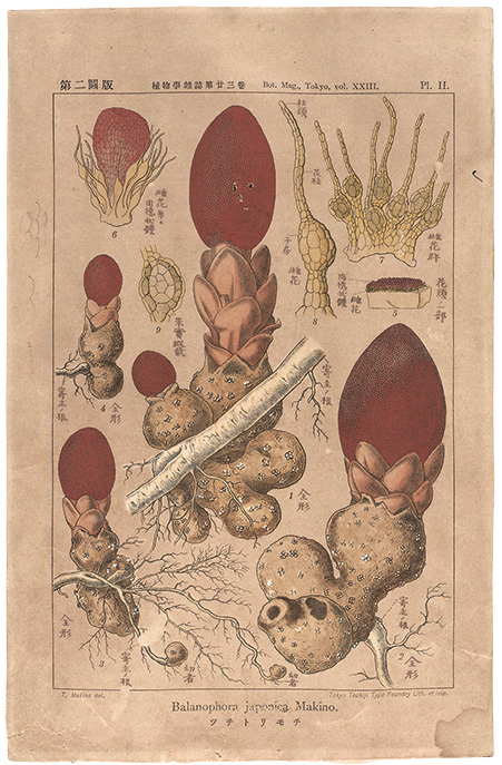 牧野富太郎物語 | 牧野植物園