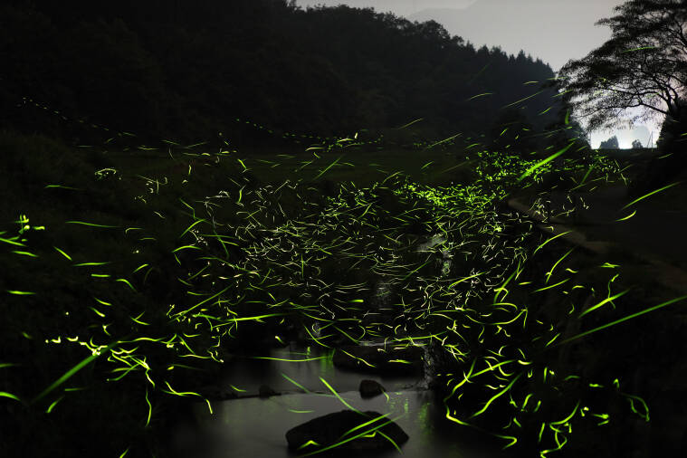 津黒川のホタル｜蒜山の観光スポット｜真庭観光WEB