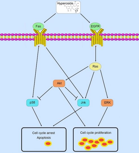 Hyperoside induces cell cycle arrest and suppresses tumorigenesis
